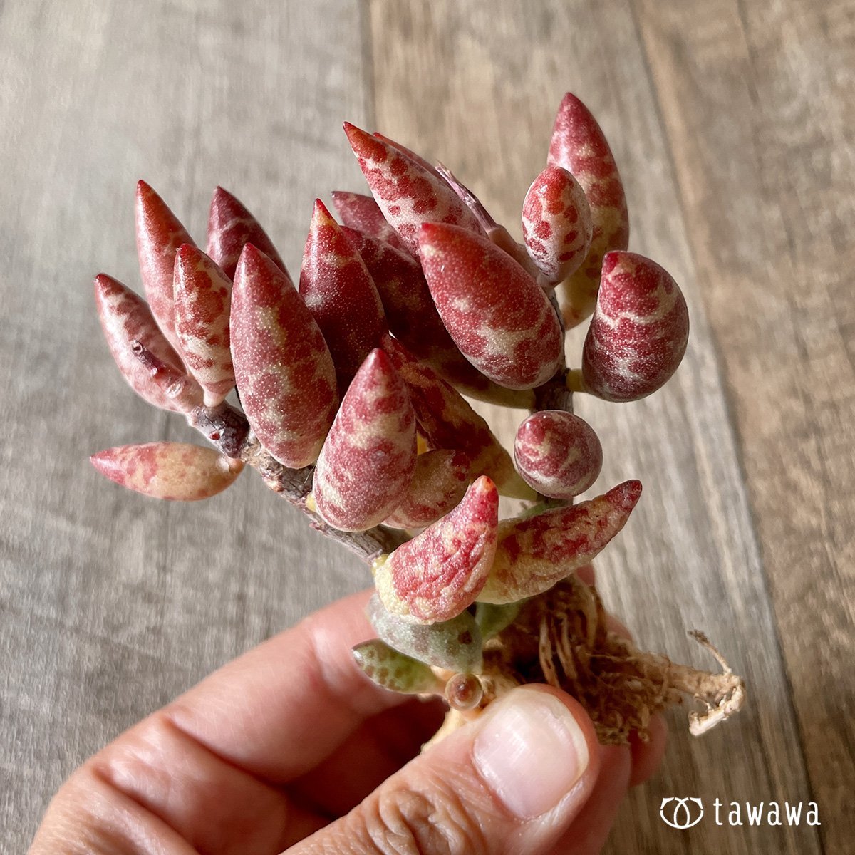 *新入荷* 赤い卵 - 多肉植物の通販・販売サイト tawawa
