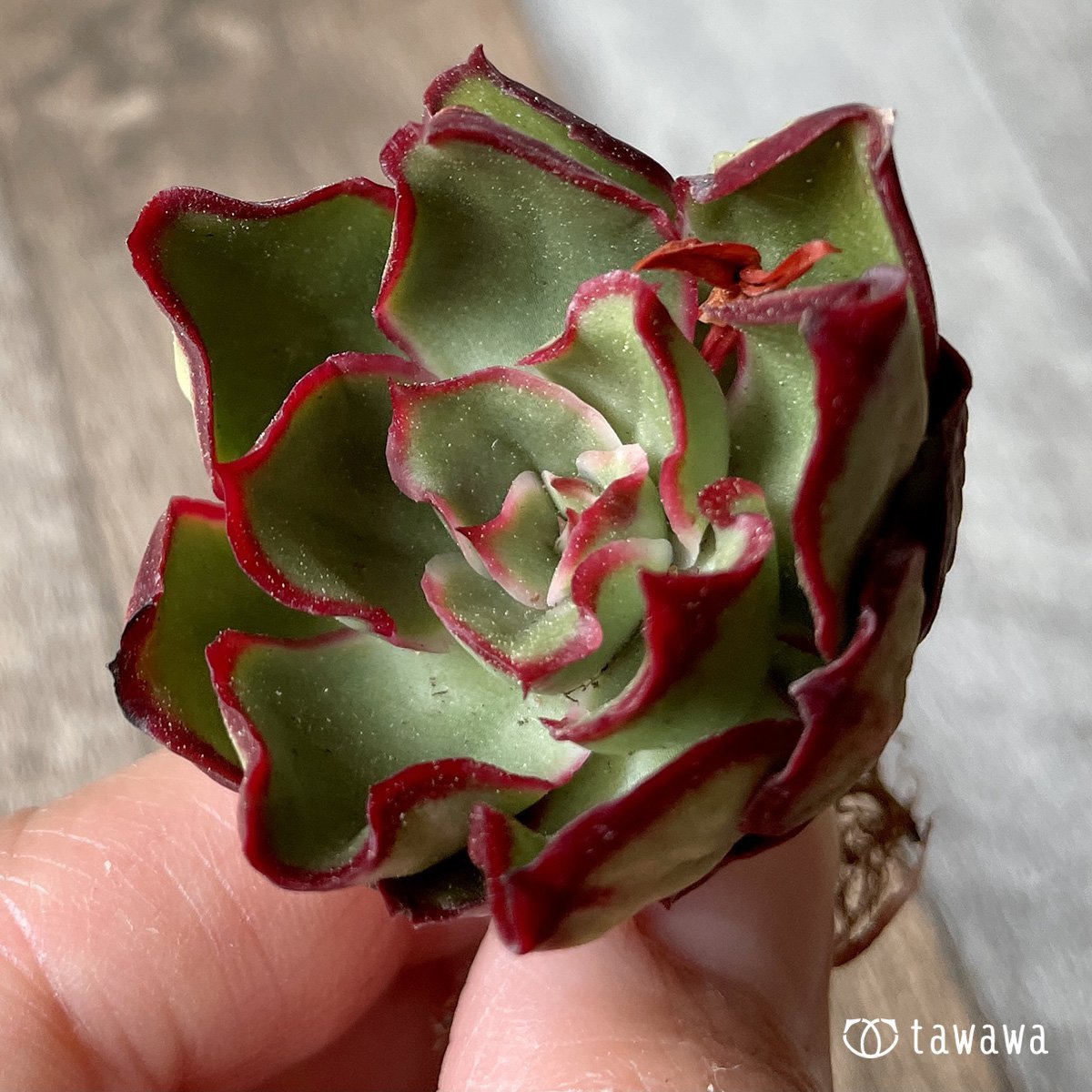 *新入荷* ロンギニ - 多肉植物の通販・販売サイト tawawa