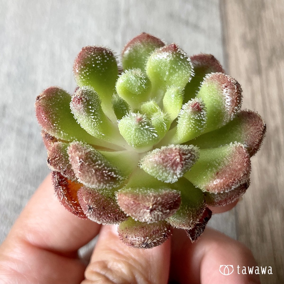 *新入荷* キャロル - 多肉植物の通販・販売サイト tawawa