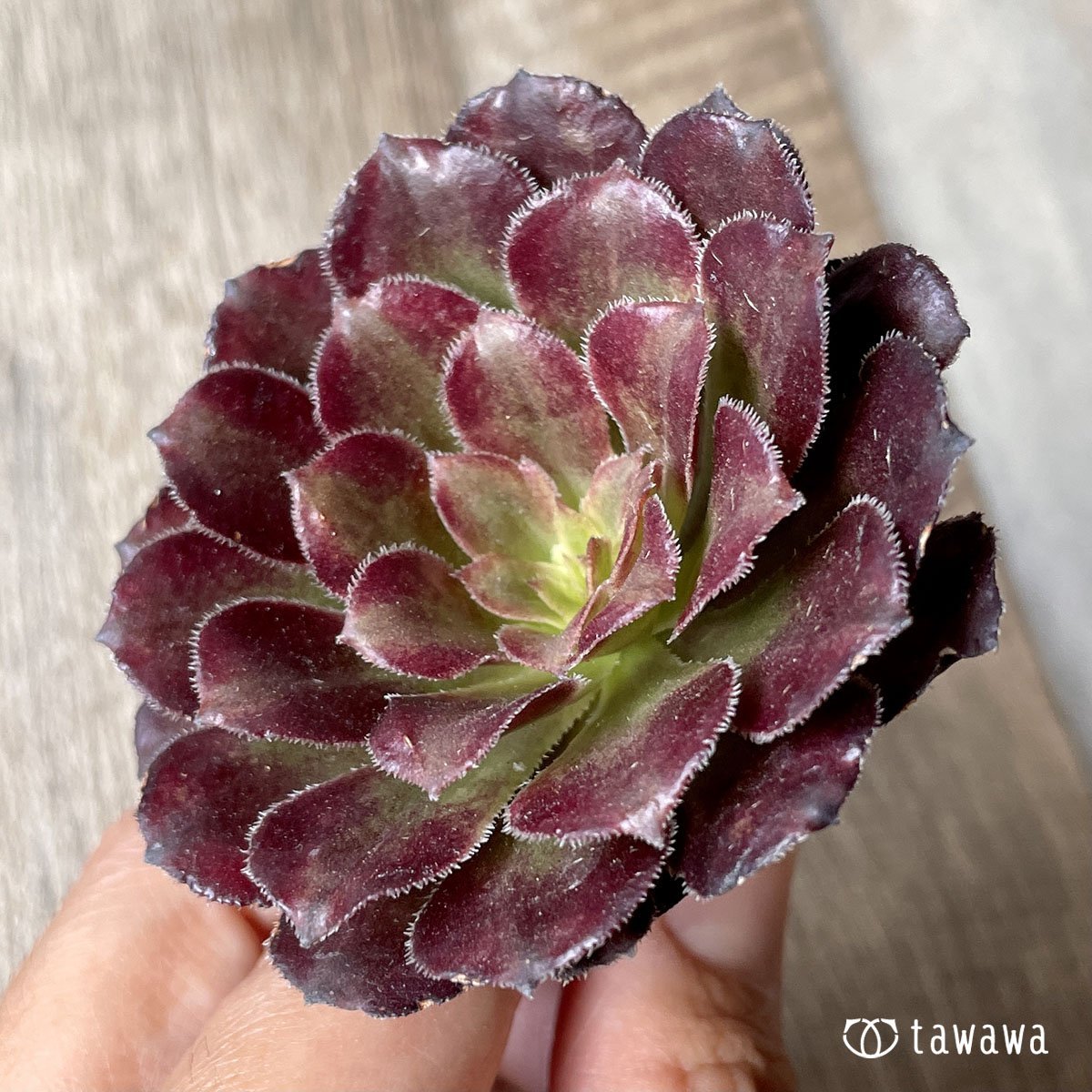 *新入荷* マリッド錦 - 多肉植物の通販・販売サイト tawawa