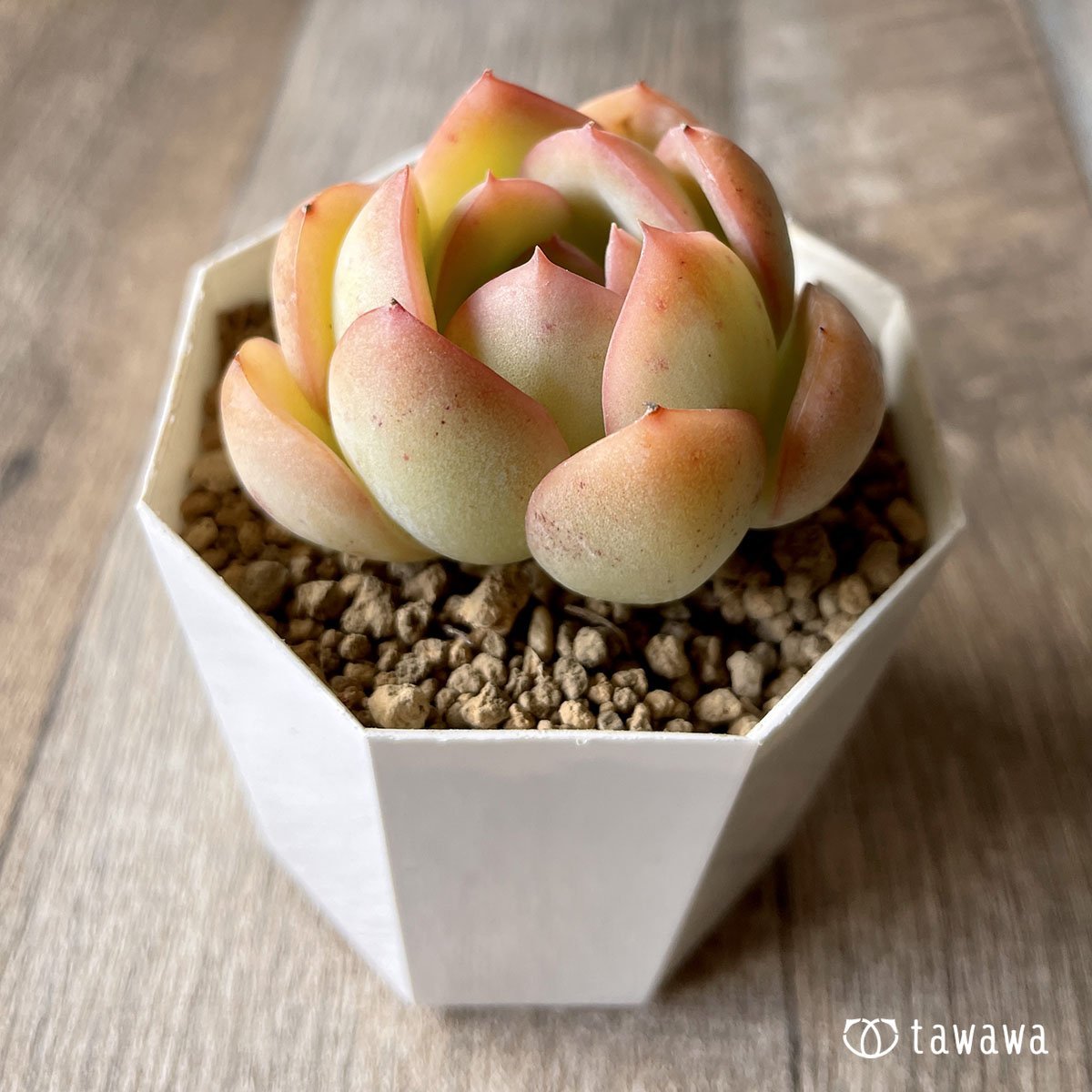 *八ヶ岳* モーニングデュー - 多肉植物の通販・販売サイト tawawa
