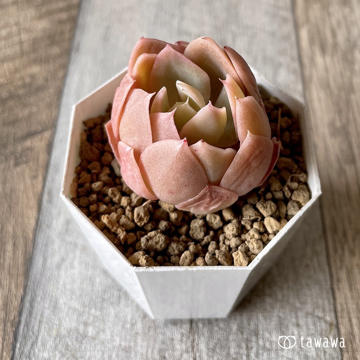 *新入荷* ピンクベラ - 多肉植物の通販・販売サイト tawawa