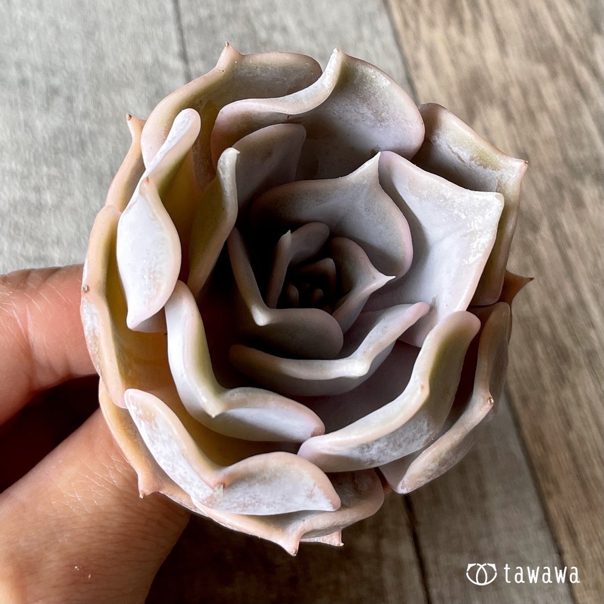 *新入荷* リラシナ  - 多肉植物の通販・販売サイト tawawa