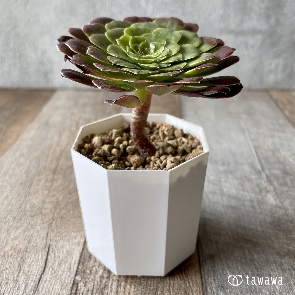 *新入荷* フェスティバル - 多肉植物の通販・販売サイト tawawa