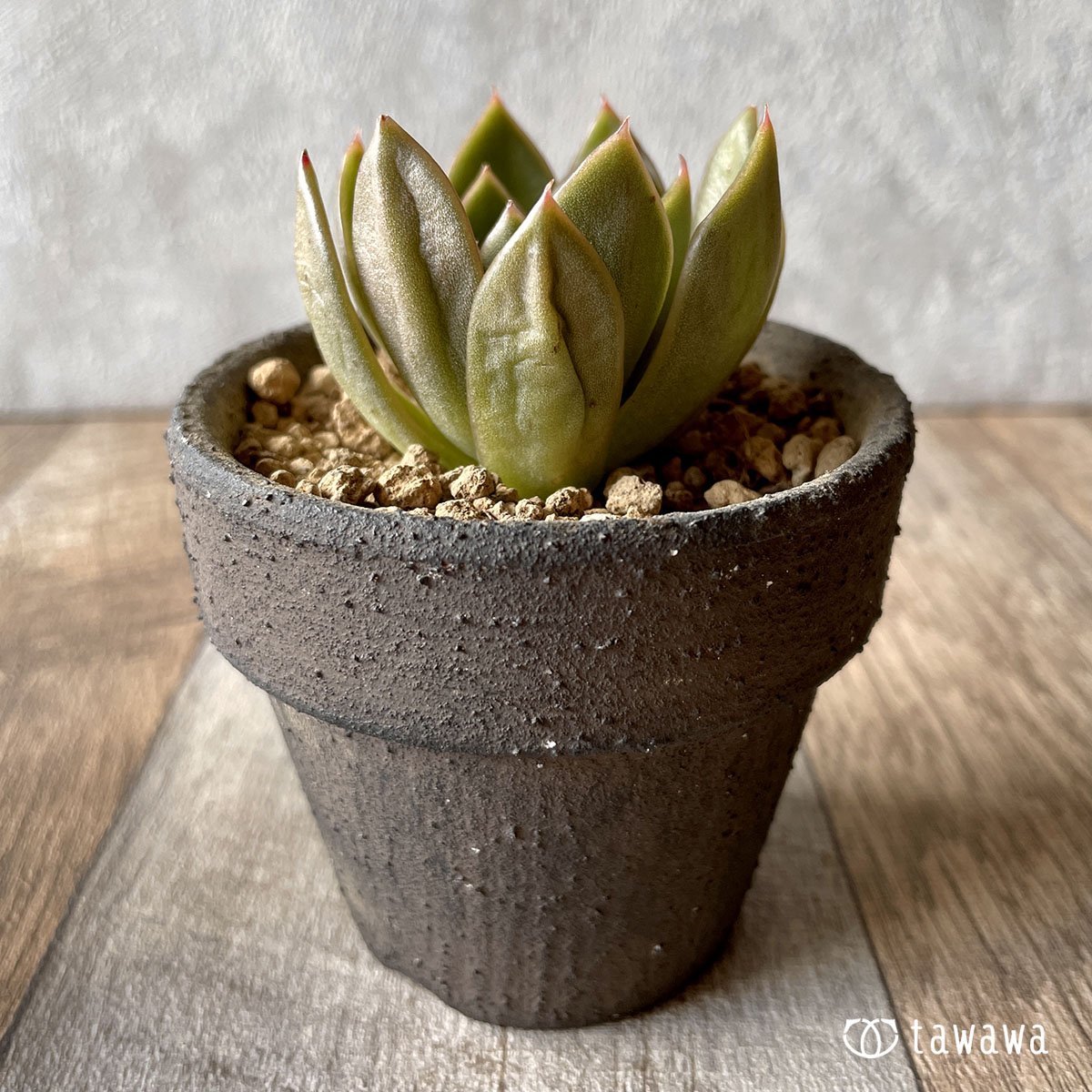 *新入荷* ウォルシャー - 多肉植物の通販・販売サイト tawawa