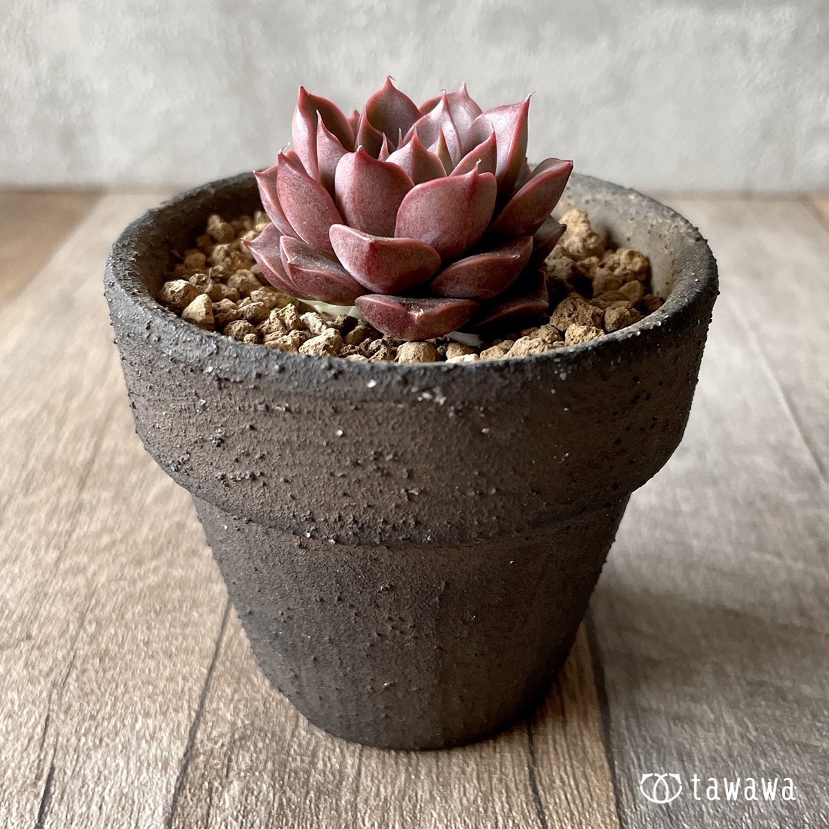 *新入荷* ピンクロマン - 多肉植物の通販・販売サイト tawawa