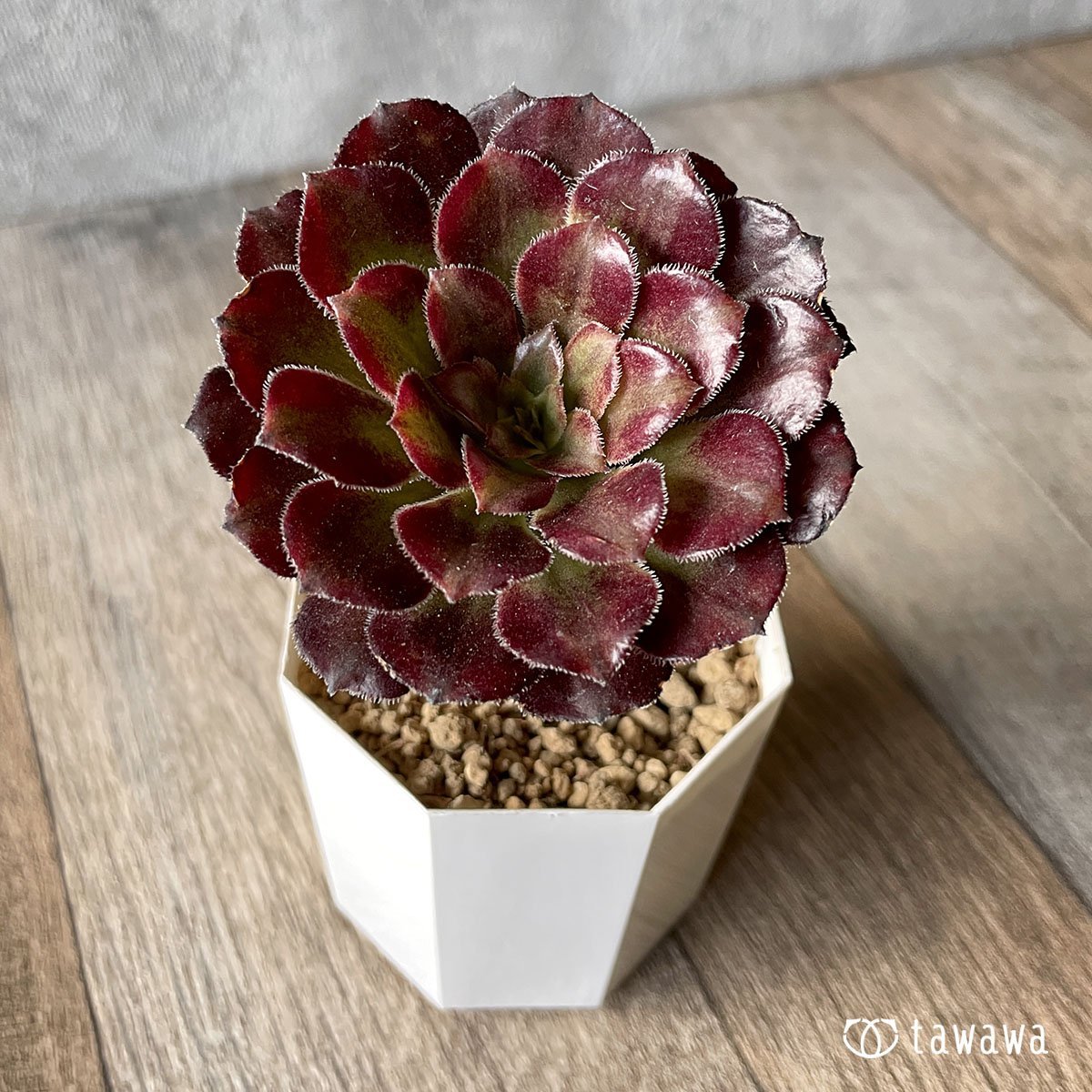 *新入荷* マリッド錦 - 多肉植物の通販・販売サイト tawawa