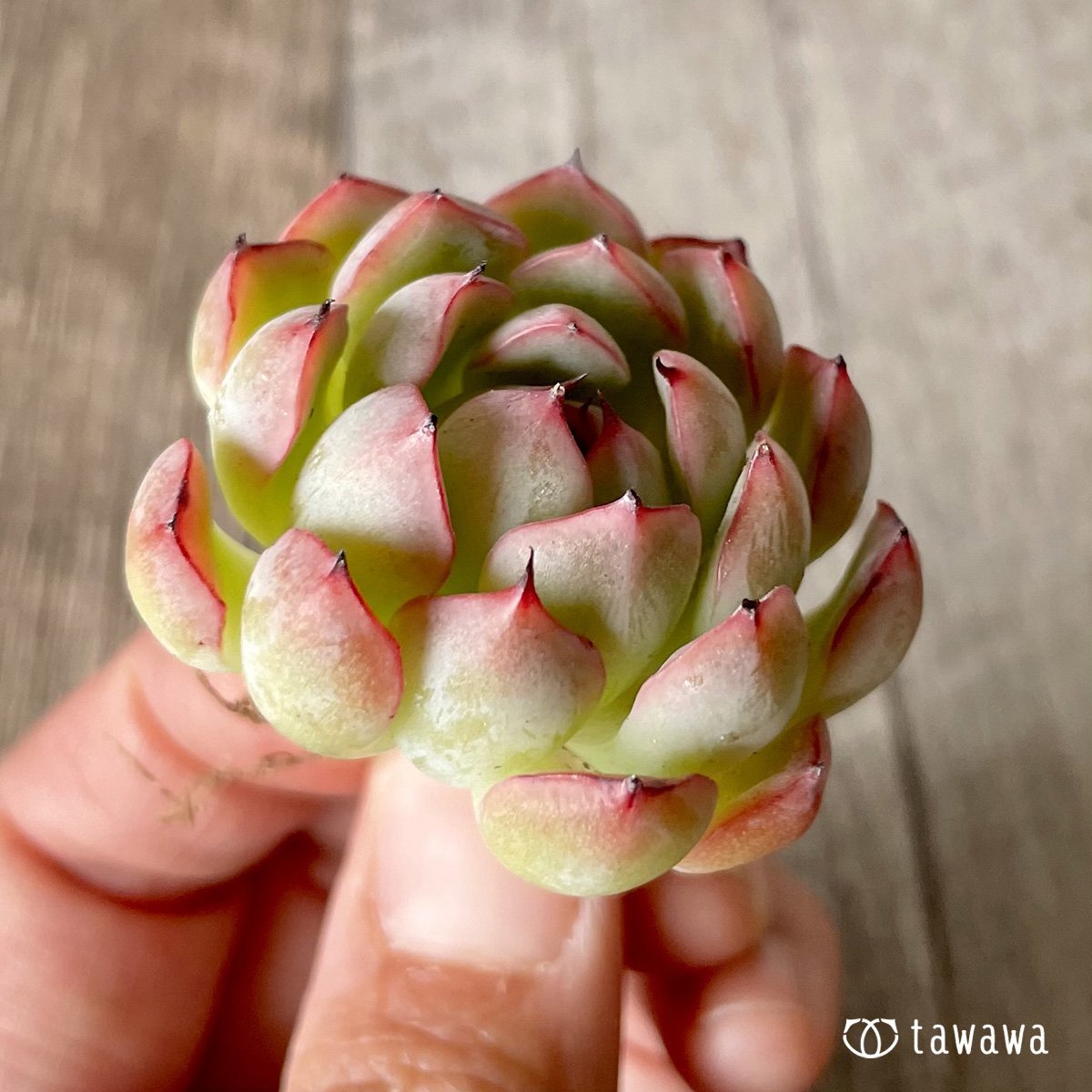 *新入荷* ザラゴーサエッジ  - 多肉植物の通販・販売サイト tawawa