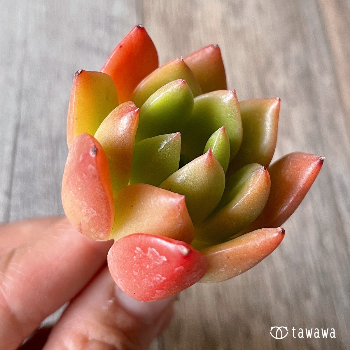 *新入荷* ネルパ  - 多肉植物の通販・販売サイト tawawa