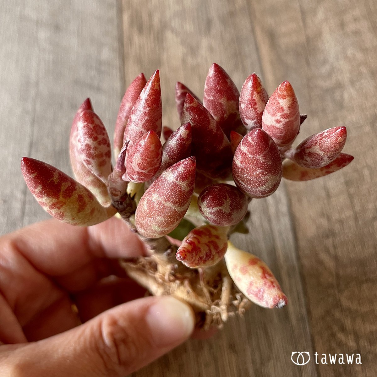 *新入荷* 赤い卵 - 多肉植物の通販・販売サイト tawawa