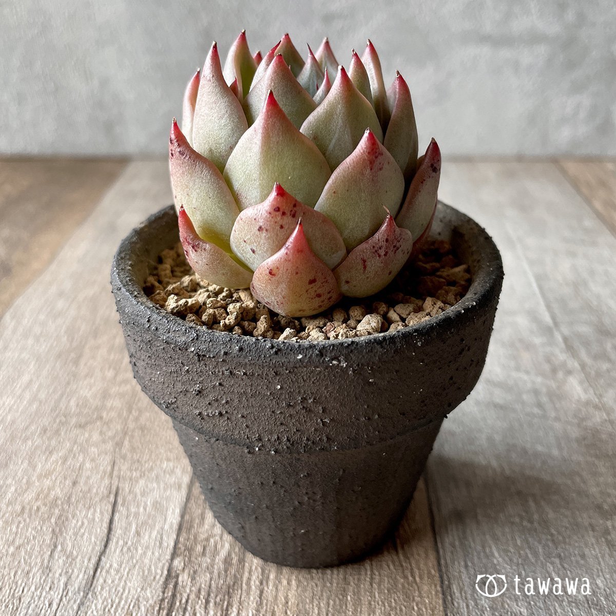 *新入荷* シャウラ - 多肉植物の通販・販売サイト tawawa
