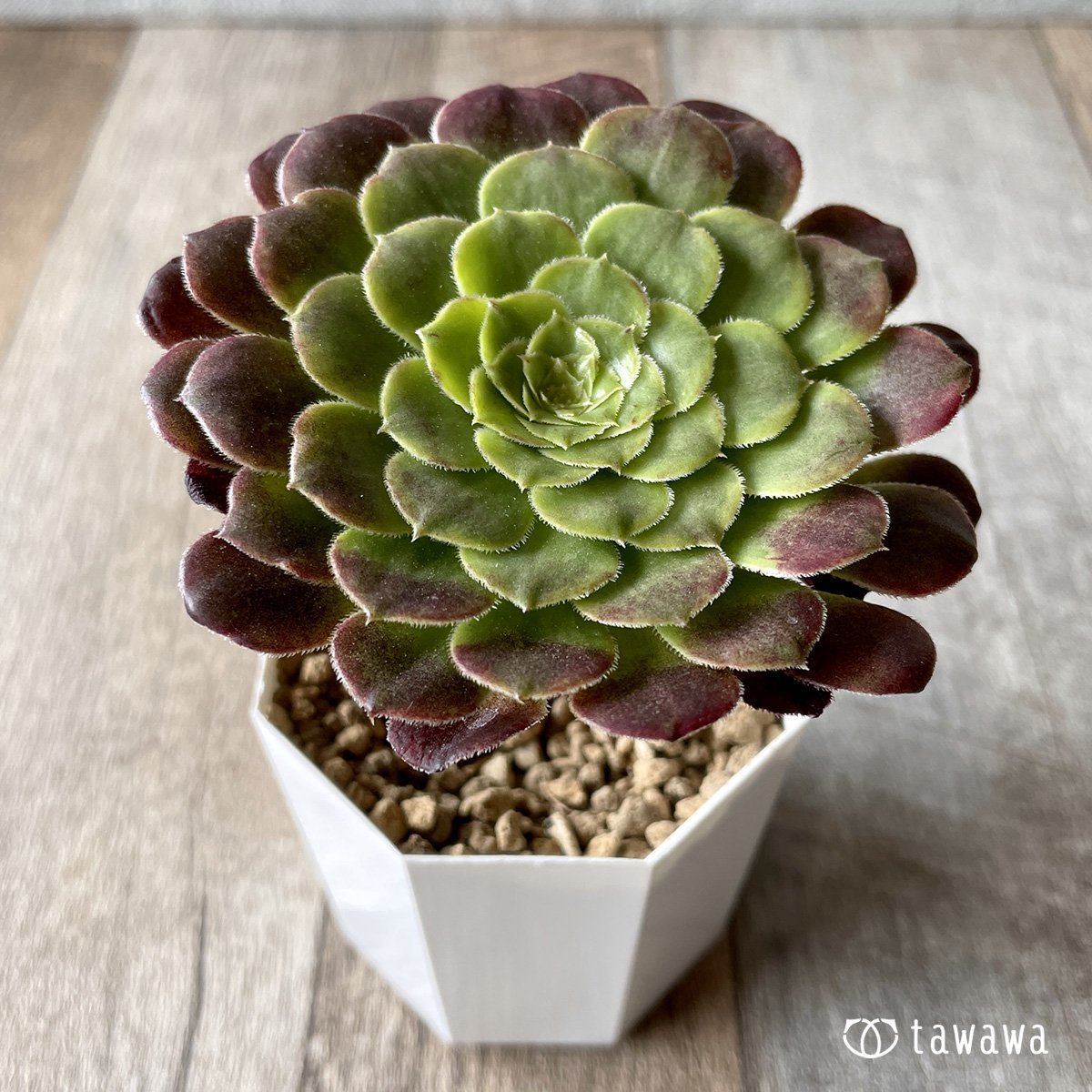 *新入荷* フェスティバル - 多肉植物の通販・販売サイト tawawa
