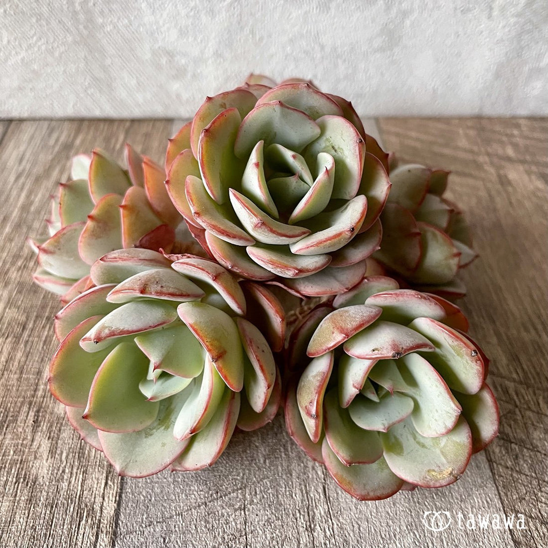 *新入荷* アトランティス - 多肉植物の通販・販売サイト tawawa