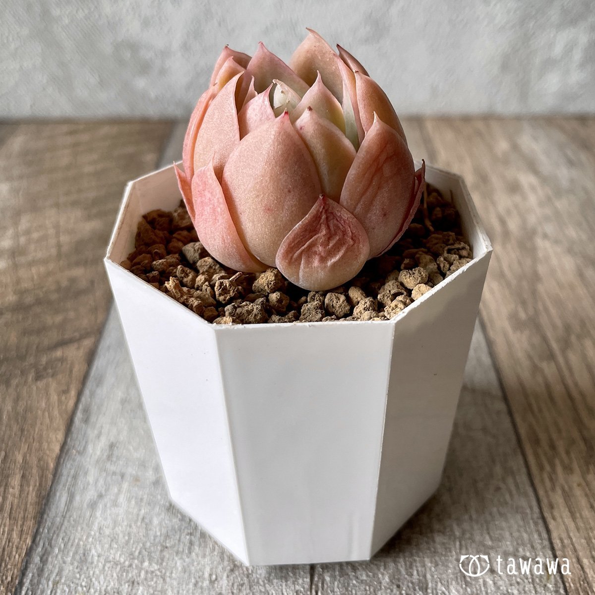 *新入荷* ピンクベラ - 多肉植物の通販・販売サイト tawawa