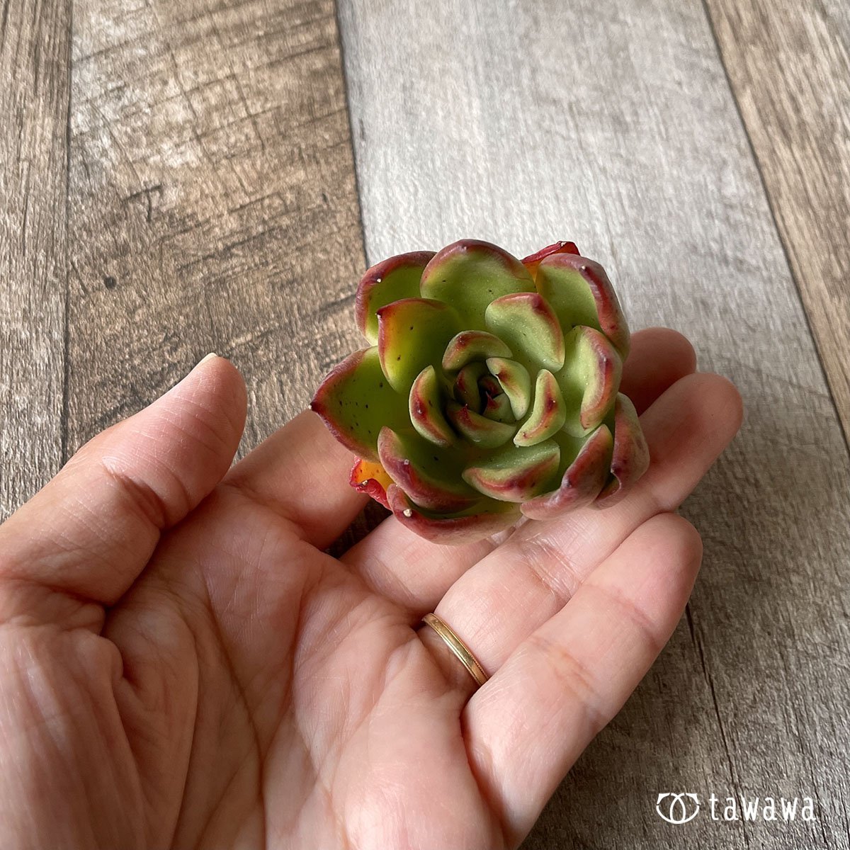 *新入荷* ユートピア - 多肉植物の通販・販売サイト tawawa