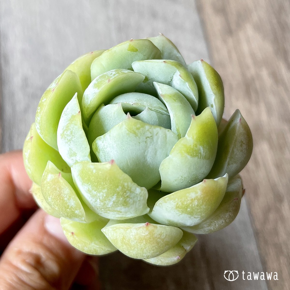 *新入荷* クリームベリー - 多肉植物の通販・販売サイト tawawa