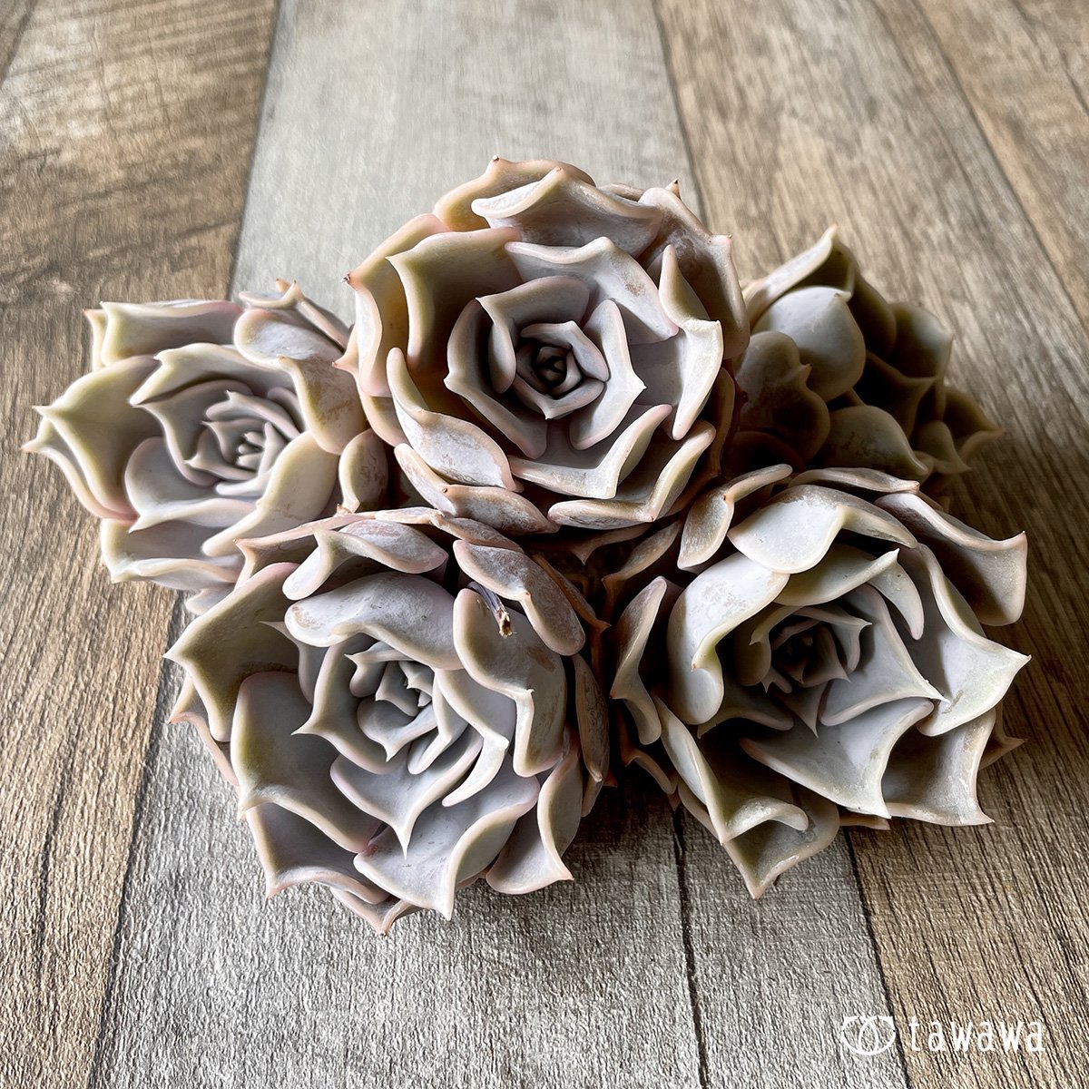 *新入荷* リラシナ  - 多肉植物の通販・販売サイト tawawa