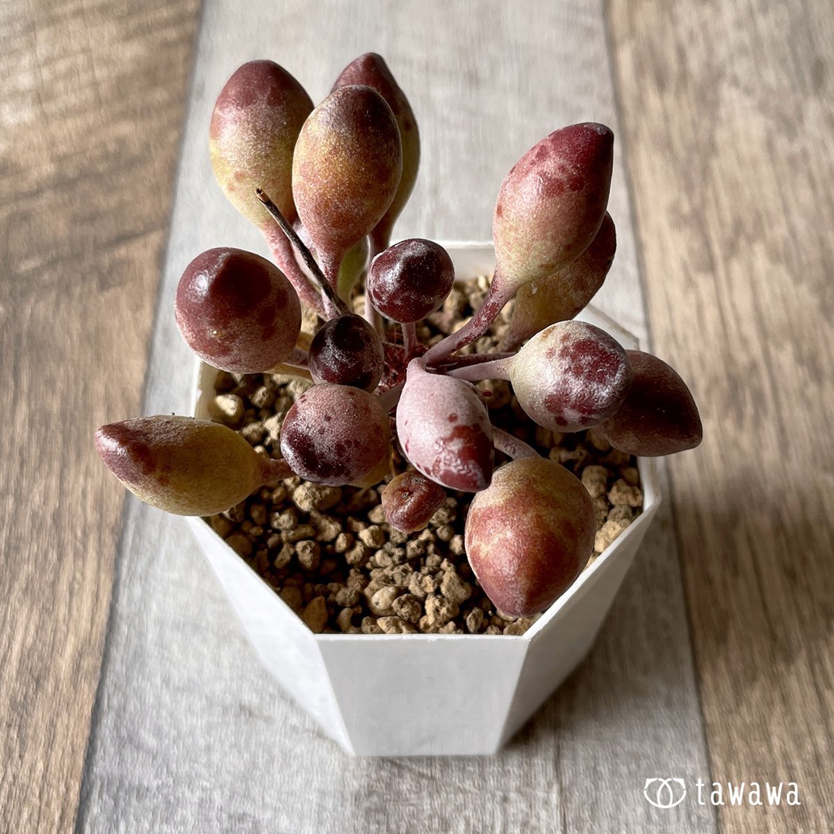 *新入荷* インディアンクラブ - 多肉植物の通販・販売サイト tawawa