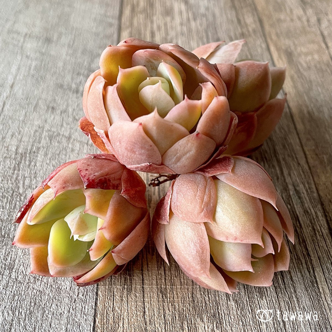 *新入荷* ピンクベラ - 多肉植物の通販・販売サイト tawawa