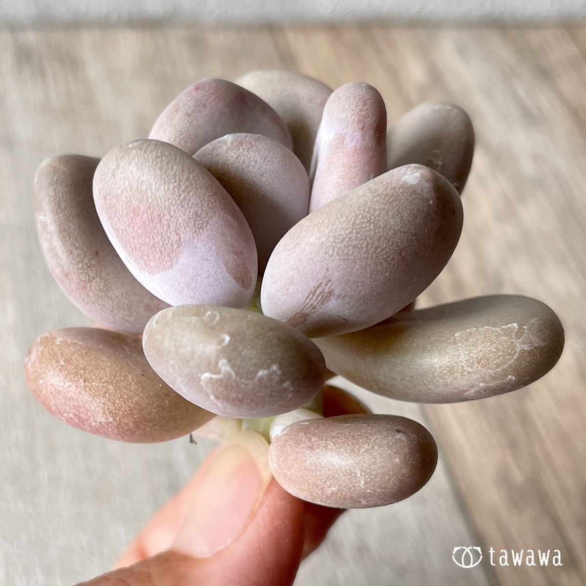 *八ヶ岳* 月美人 - 多肉植物の通販・販売サイト tawawa