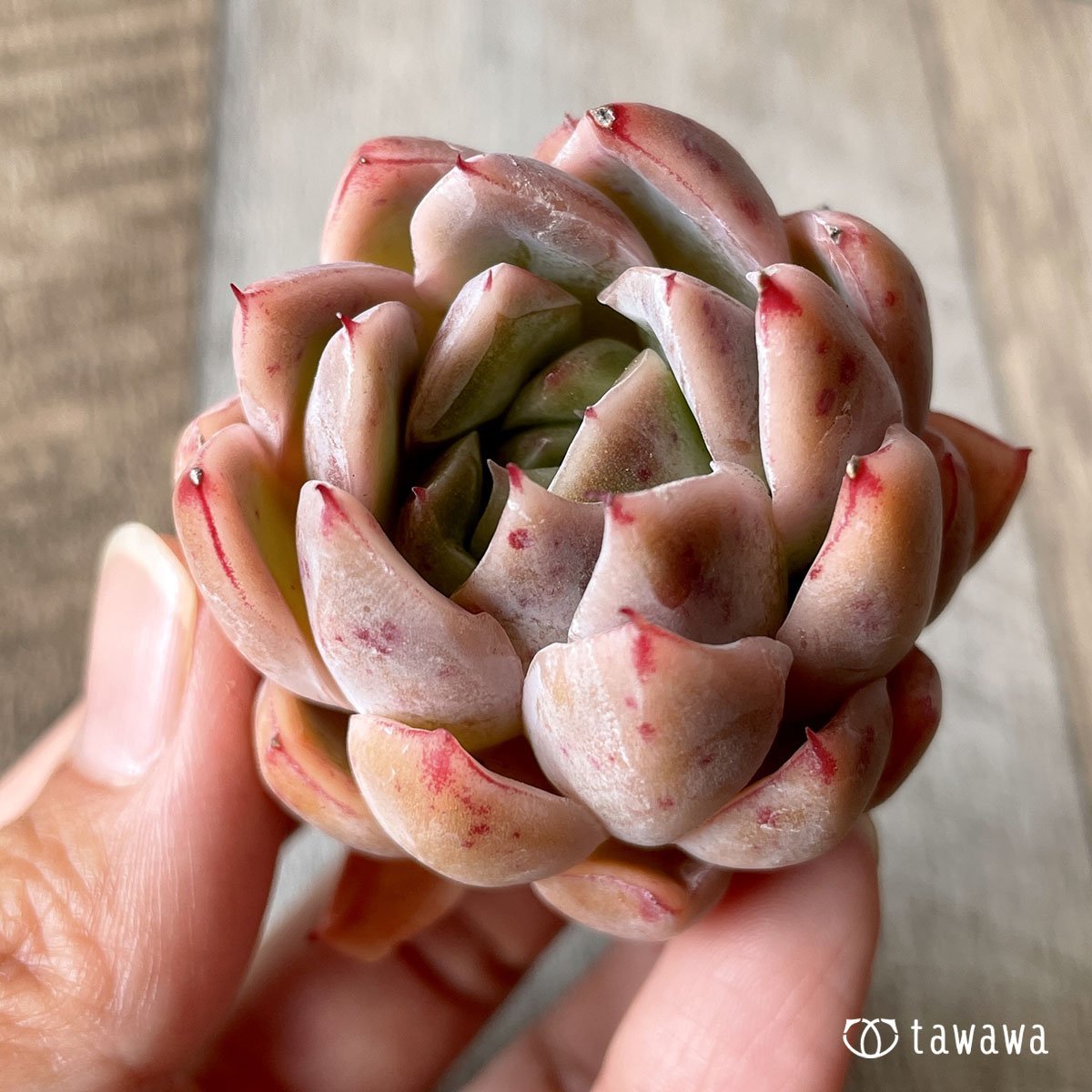 *八ヶ岳* イサドラ - 多肉植物の通販・販売サイト tawawa