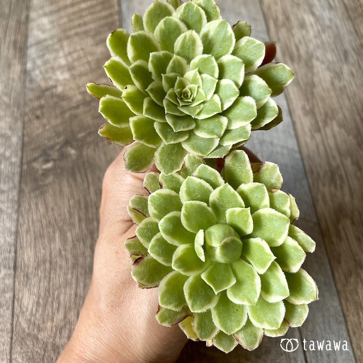 *新入荷* アイス - 多肉植物の通販・販売サイト tawawa