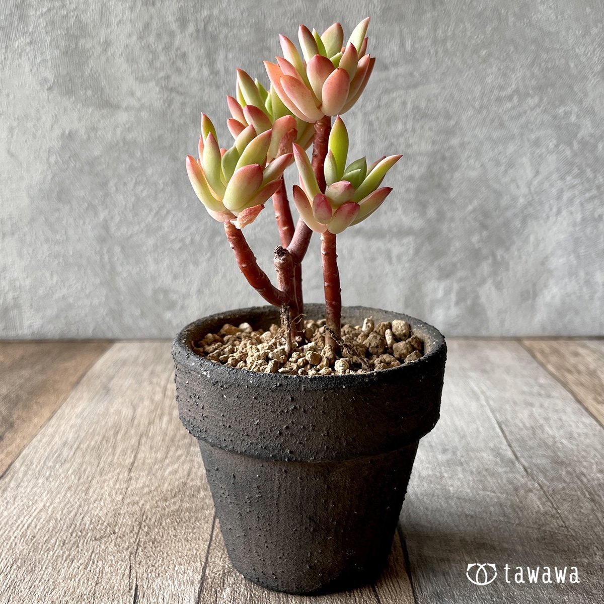 *新入荷* ミニベル群生 - 多肉植物の通販・販売サイト tawawa