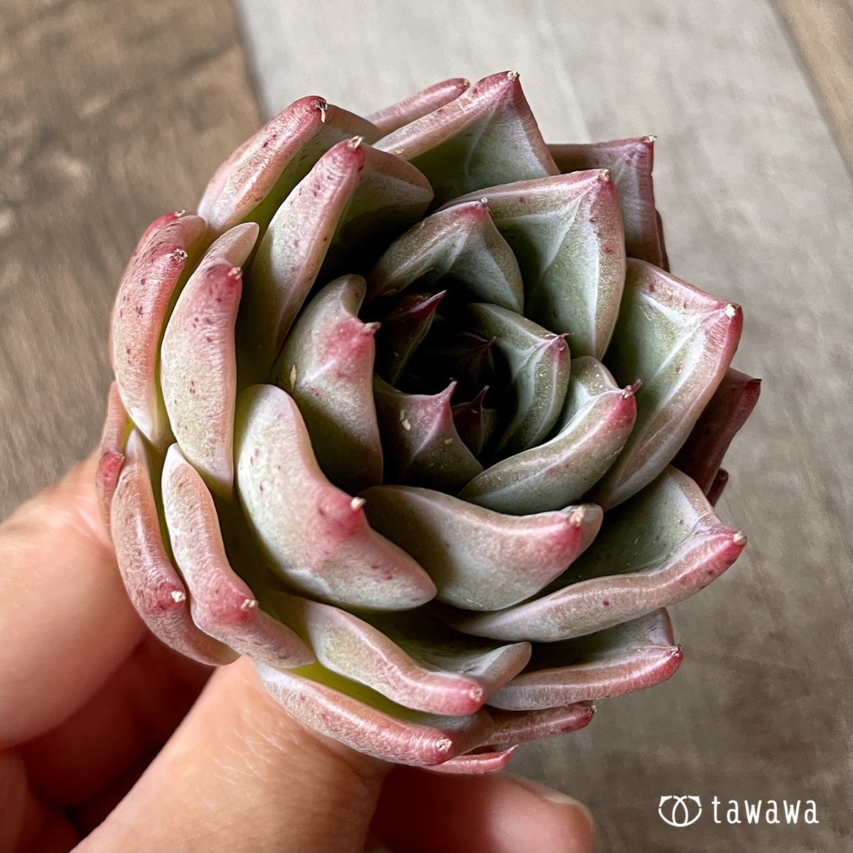 *新入荷* シャウラ - 多肉植物の通販・販売サイト tawawa