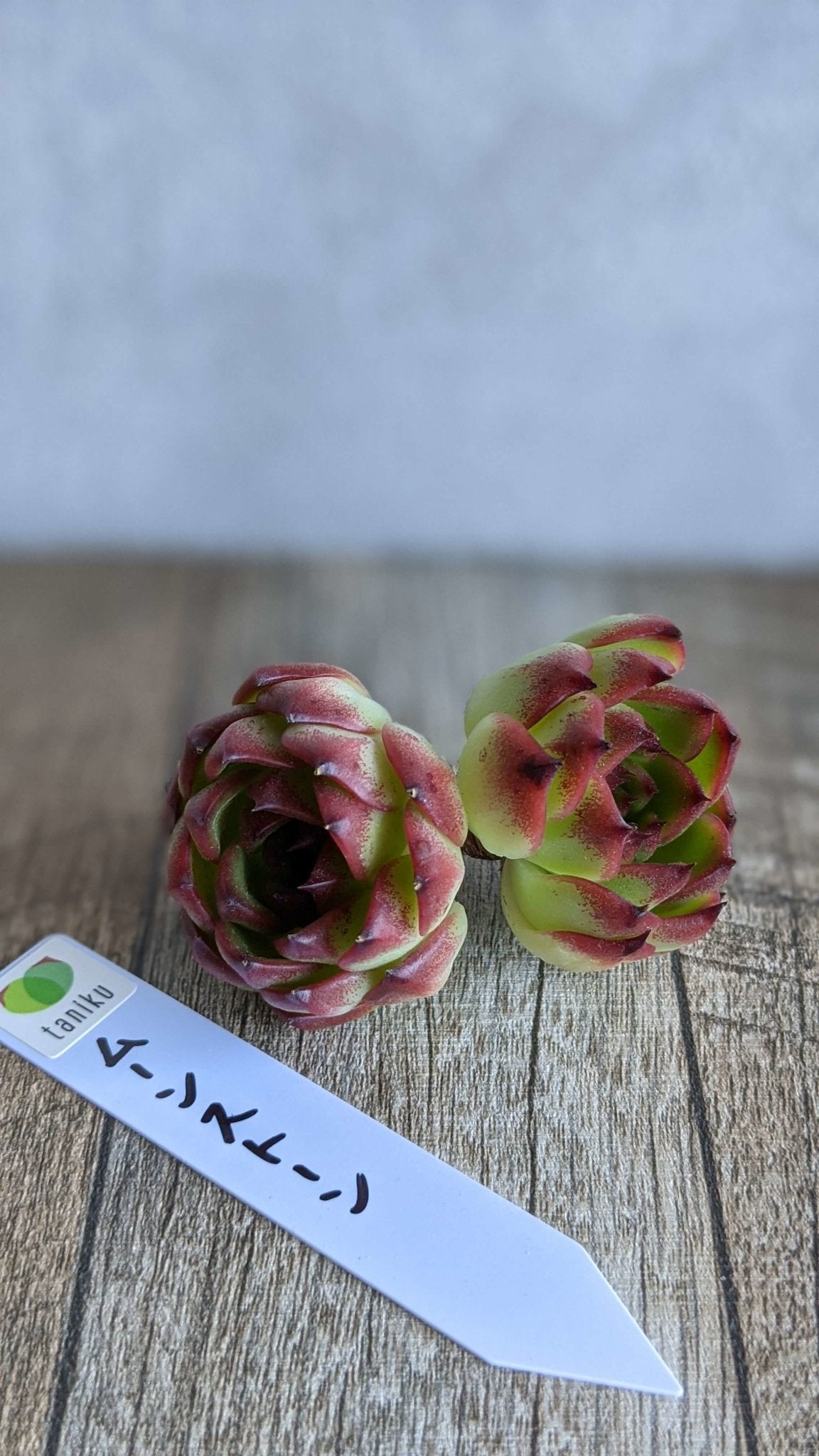 ムーンストーン双頭 - 多肉植物の通販 taniku