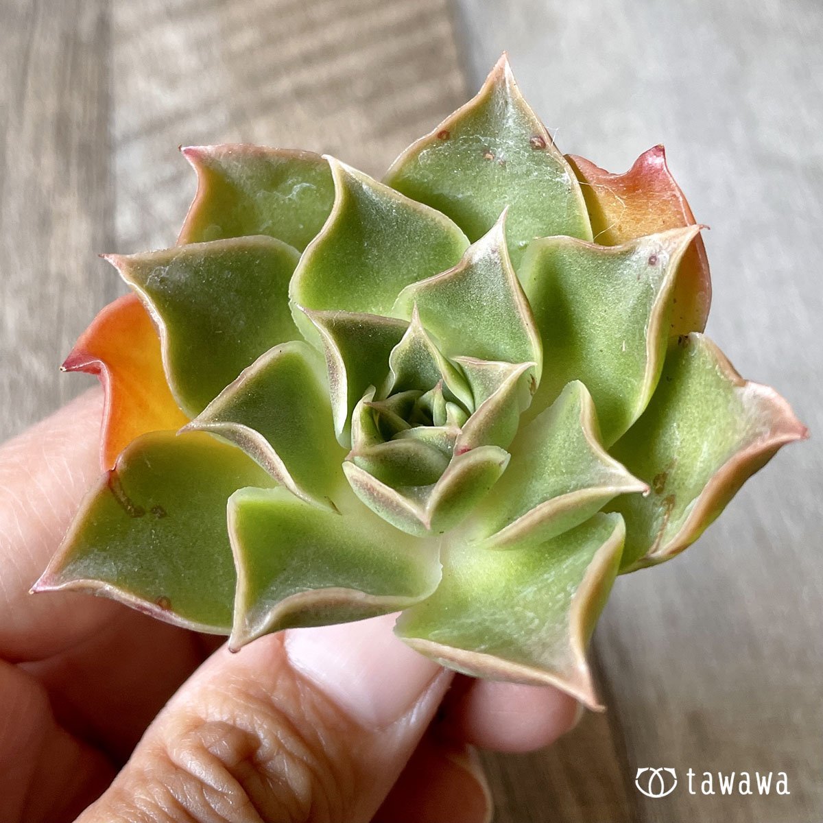 *新入荷* ビューティーブロッサム - 多肉植物の通販・販売サイト tawawa