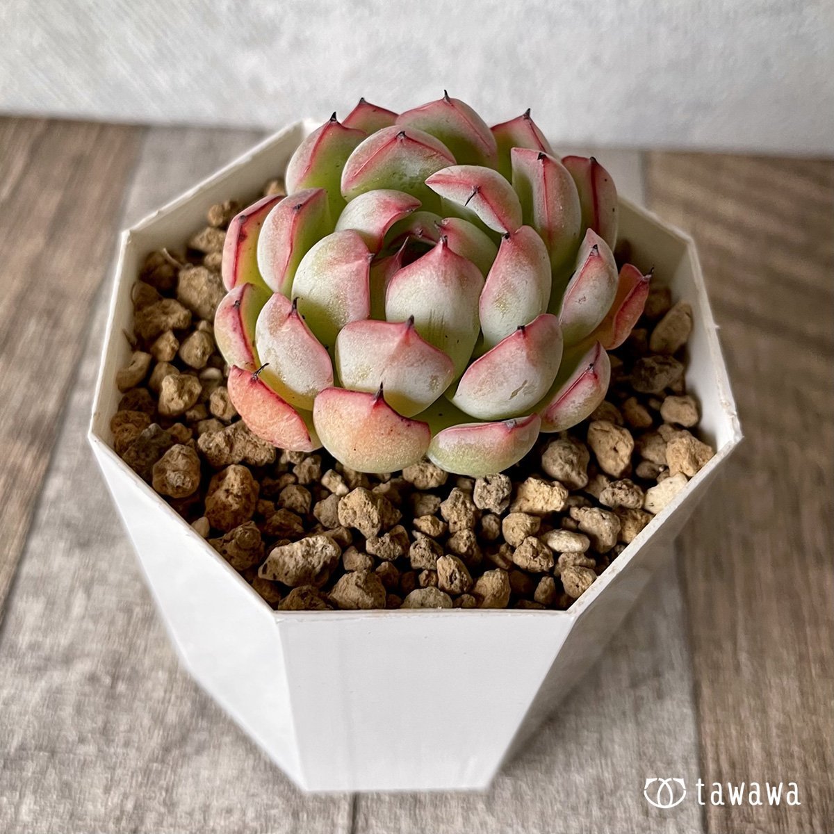 *新入荷* ザラゴーサエッジ  - 多肉植物の通販・販売サイト tawawa