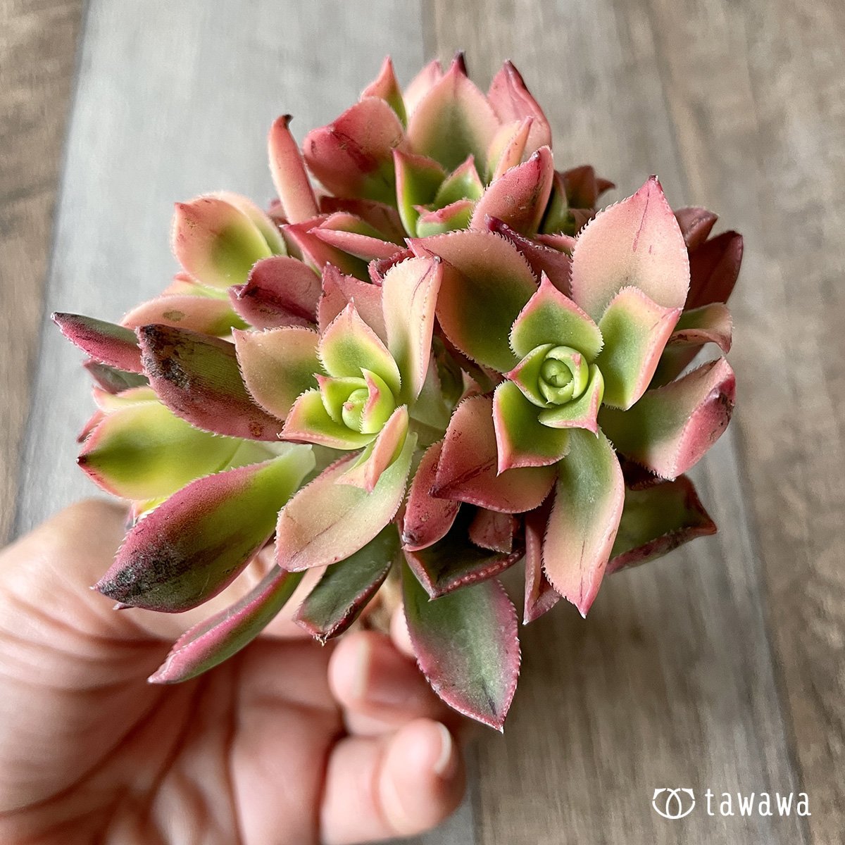 *新入荷* カラソル - 多肉植物の通販・販売サイト tawawa