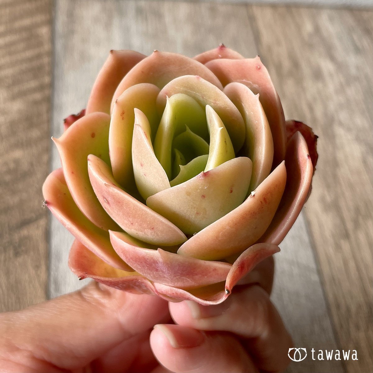 *八ヶ岳* ベルタナ  - 多肉植物の通販・販売サイト tawawa