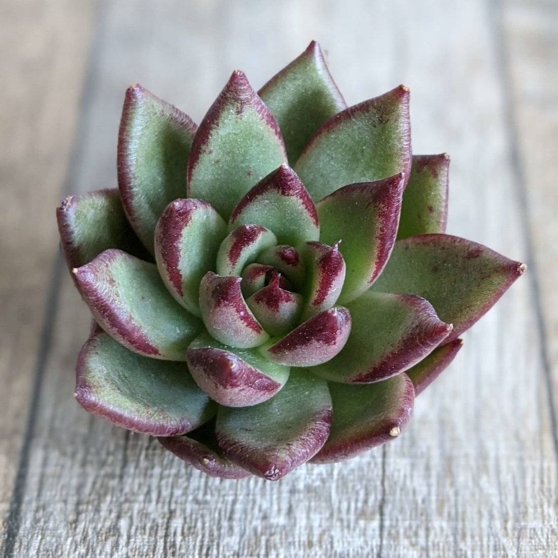 ジョニーウォーカー - 多肉植物の通販 taniku