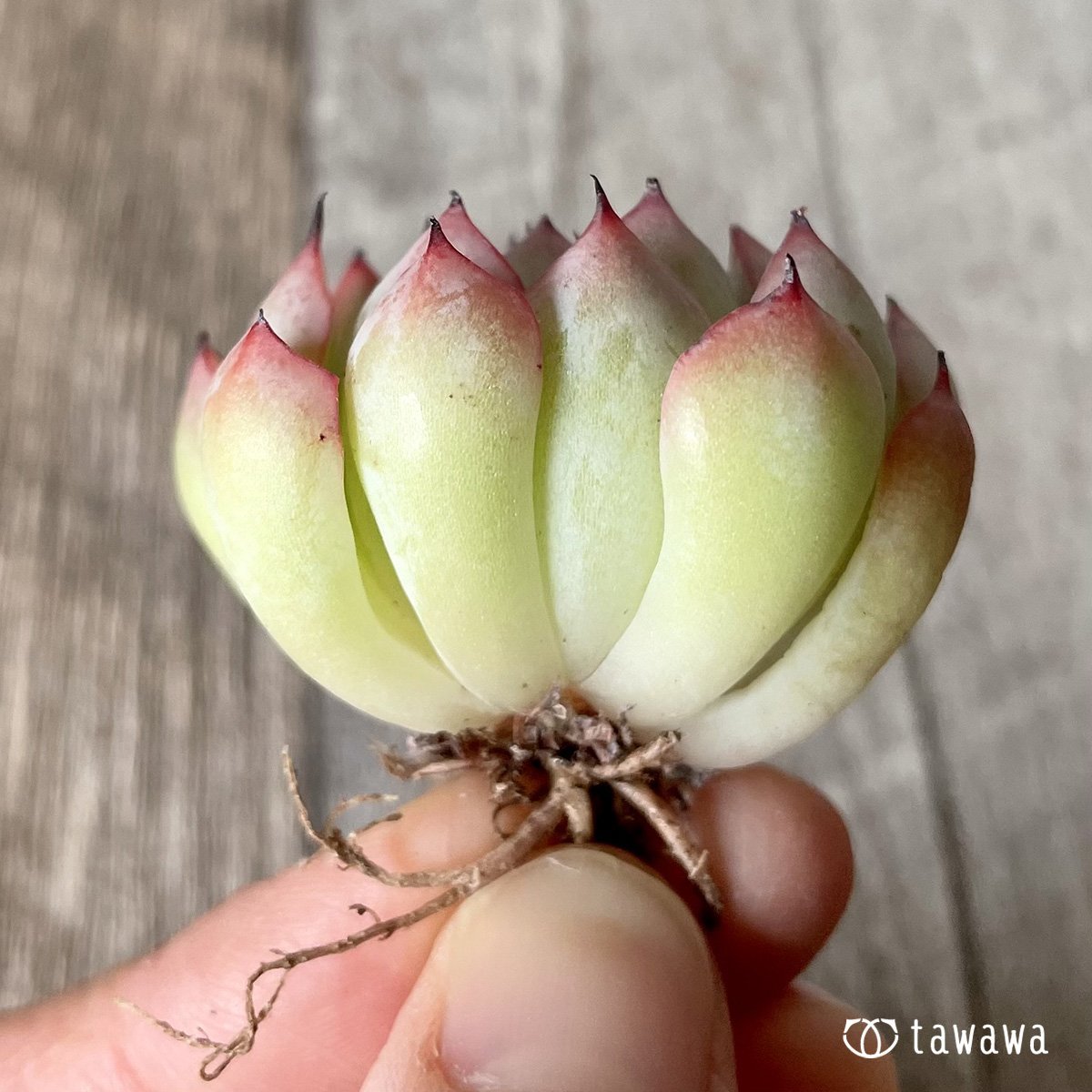 *新入荷* ザラゴーサエッジ  - 多肉植物の通販・販売サイト tawawa
