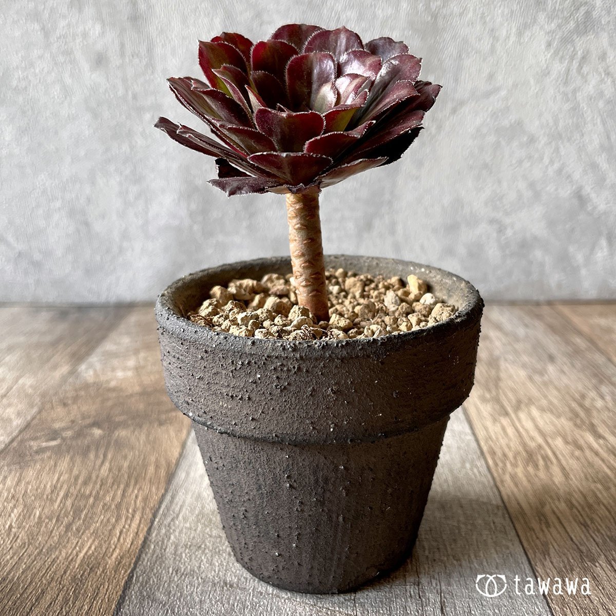 *新入荷* マリッド錦 - 多肉植物の通販・販売サイト tawawa