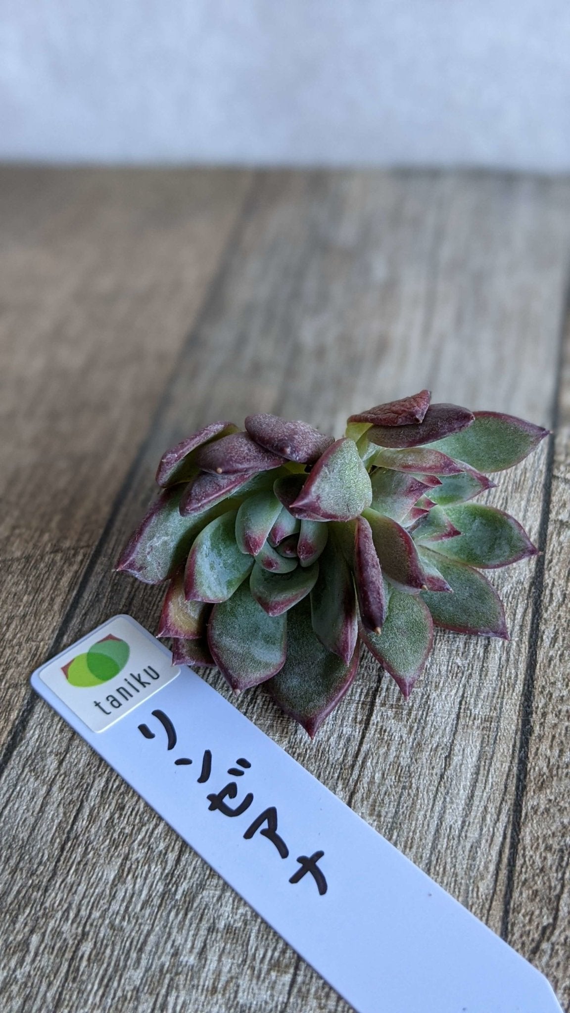 リンゼアナ双頭 - 多肉植物の通販 taniku