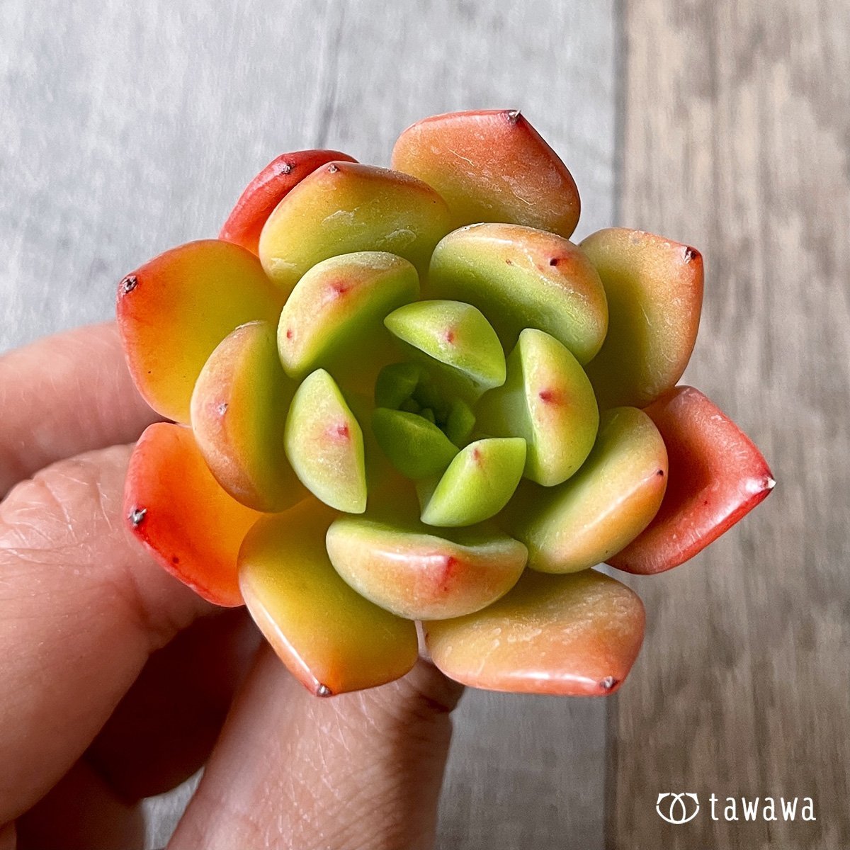 *新入荷* ネルパ  - 多肉植物の通販・販売サイト tawawa
