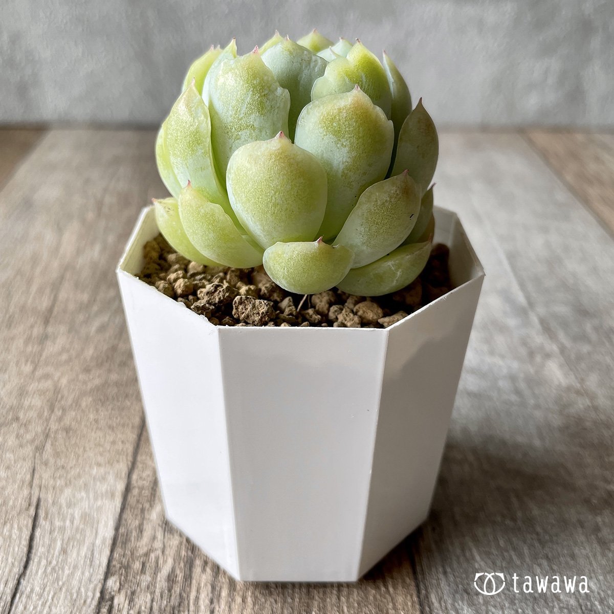 *新入荷* クリームベリー - 多肉植物の通販・販売サイト tawawa