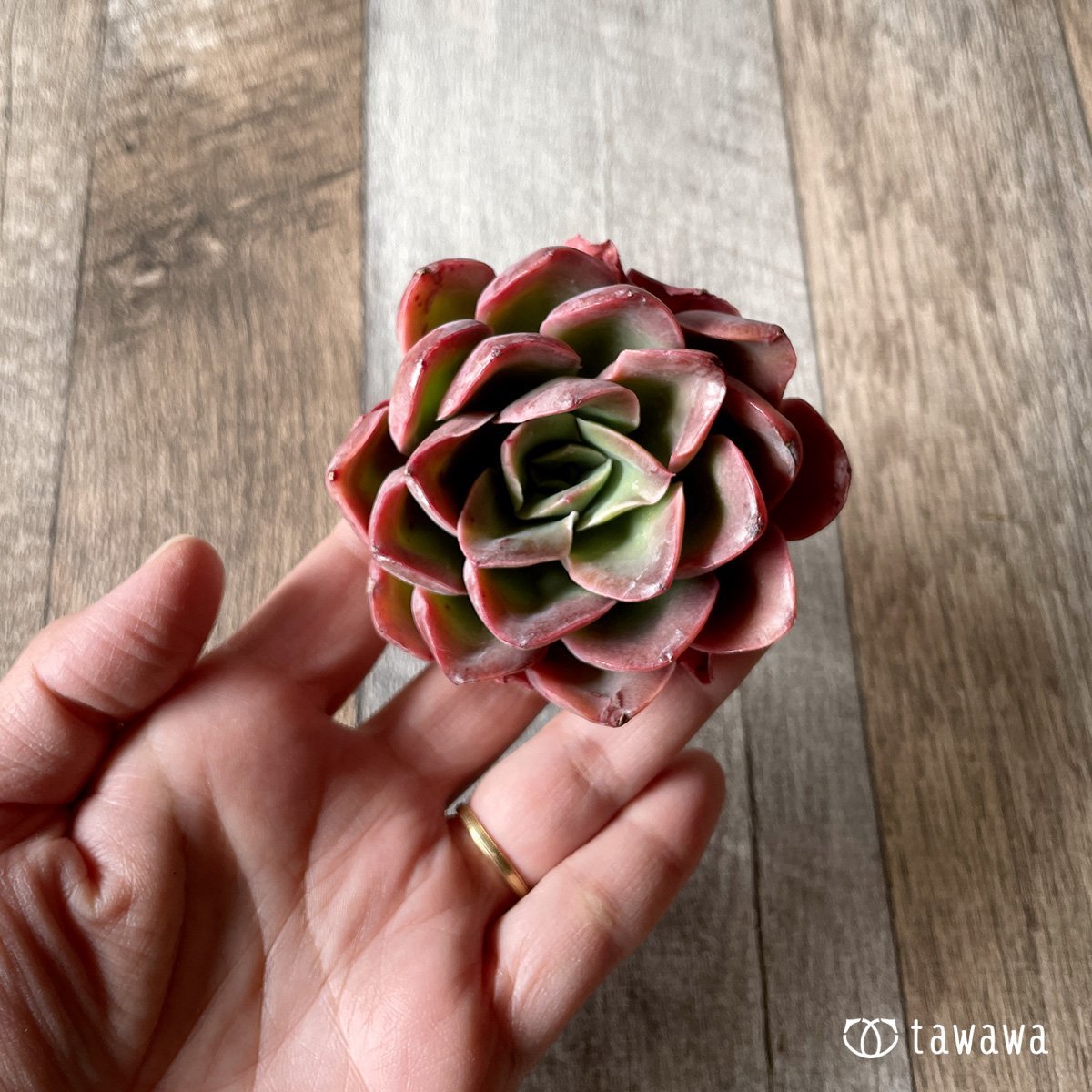 *新入荷* シルキュ - 多肉植物の通販・販売サイト tawawa