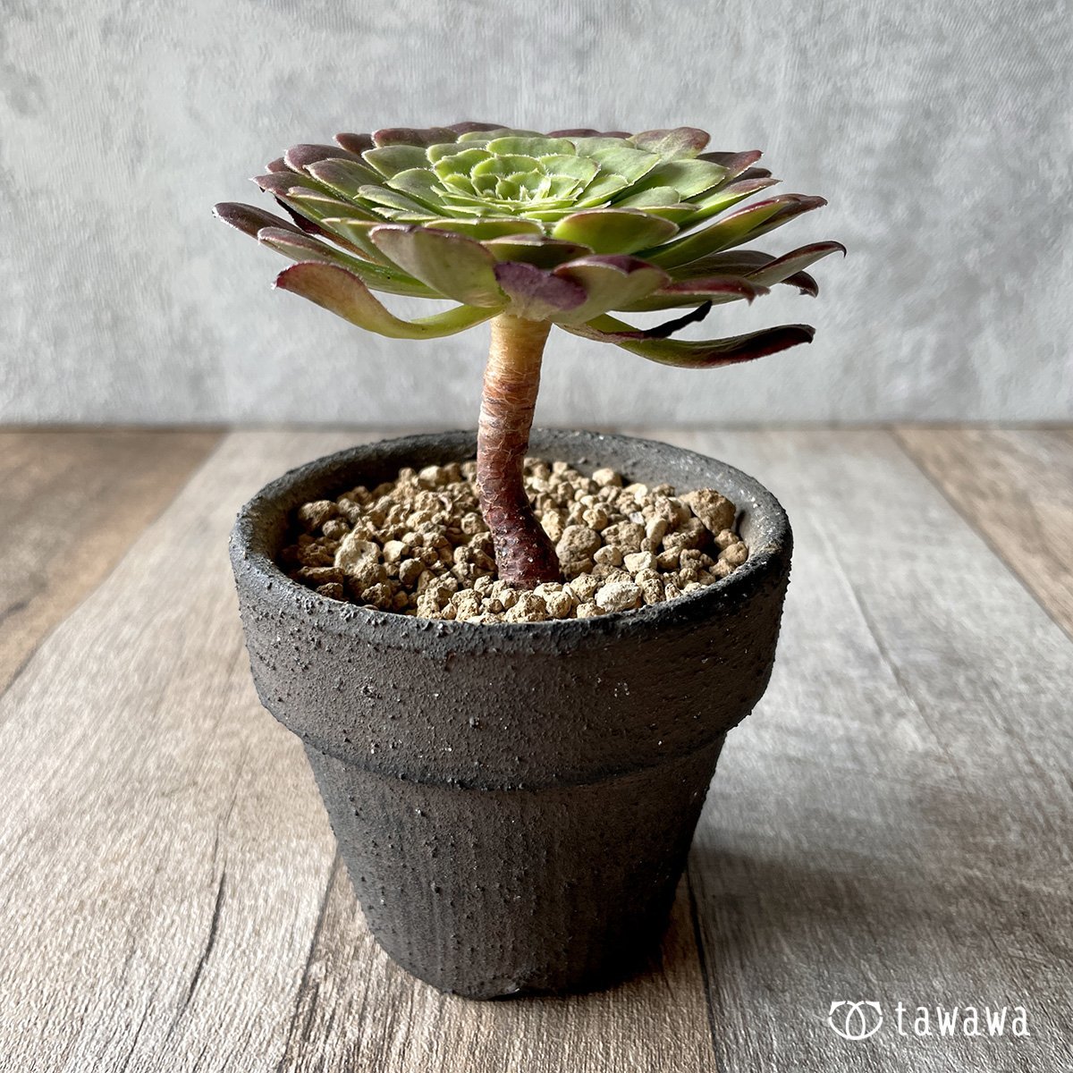 *新入荷* フェスティバル - 多肉植物の通販・販売サイト tawawa