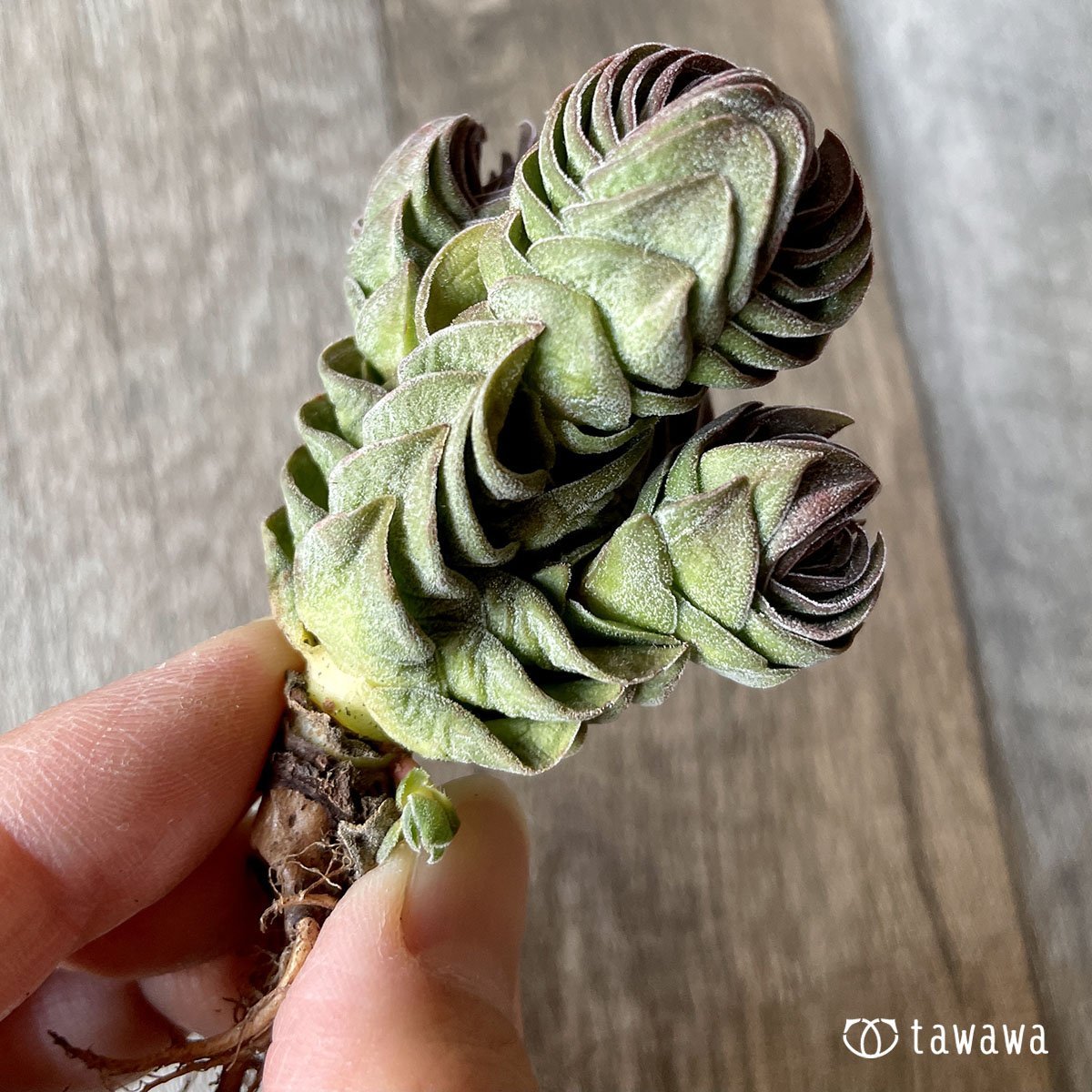 *新入荷* ブッダテンプル - 多肉植物の通販・販売サイト tawawa