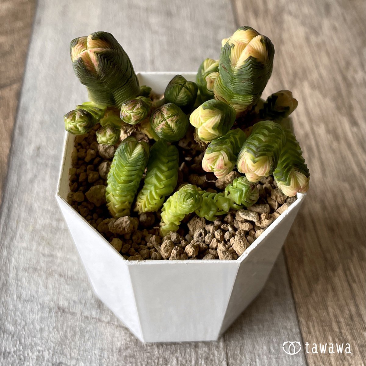*新入荷* ミニブッダテンプル - 多肉植物の通販・販売サイト tawawa