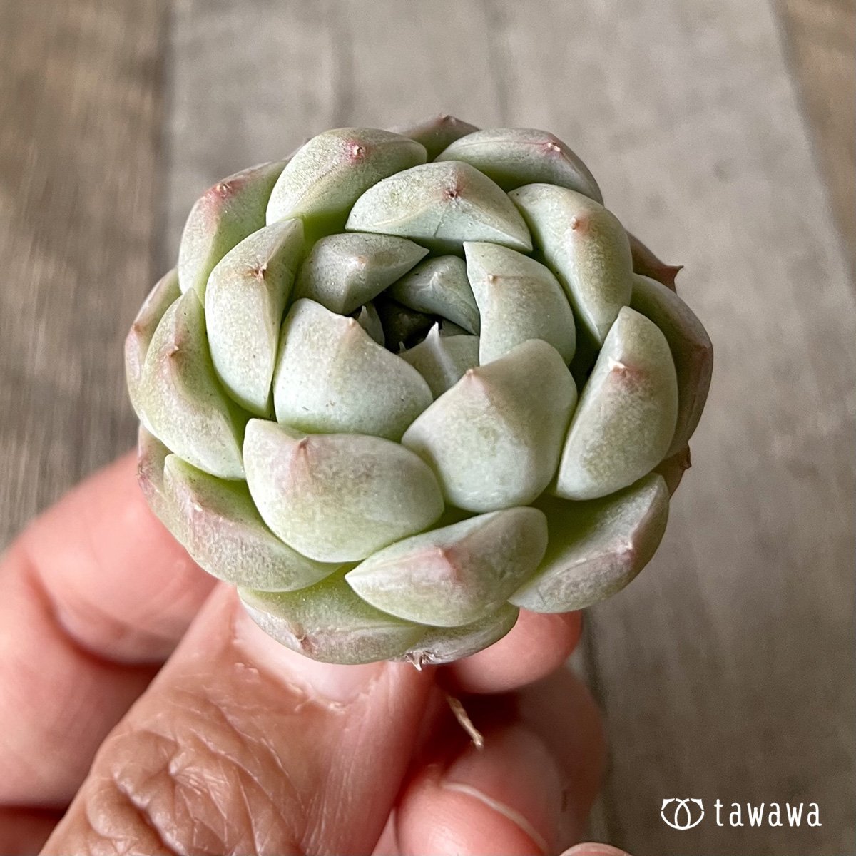 *新入荷* アルバ② - 多肉植物の通販・販売サイト tawawa