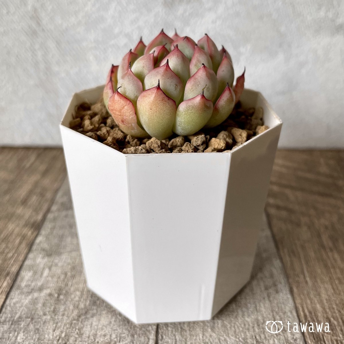 *新入荷* ザラゴーサエッジ  - 多肉植物の通販・販売サイト tawawa