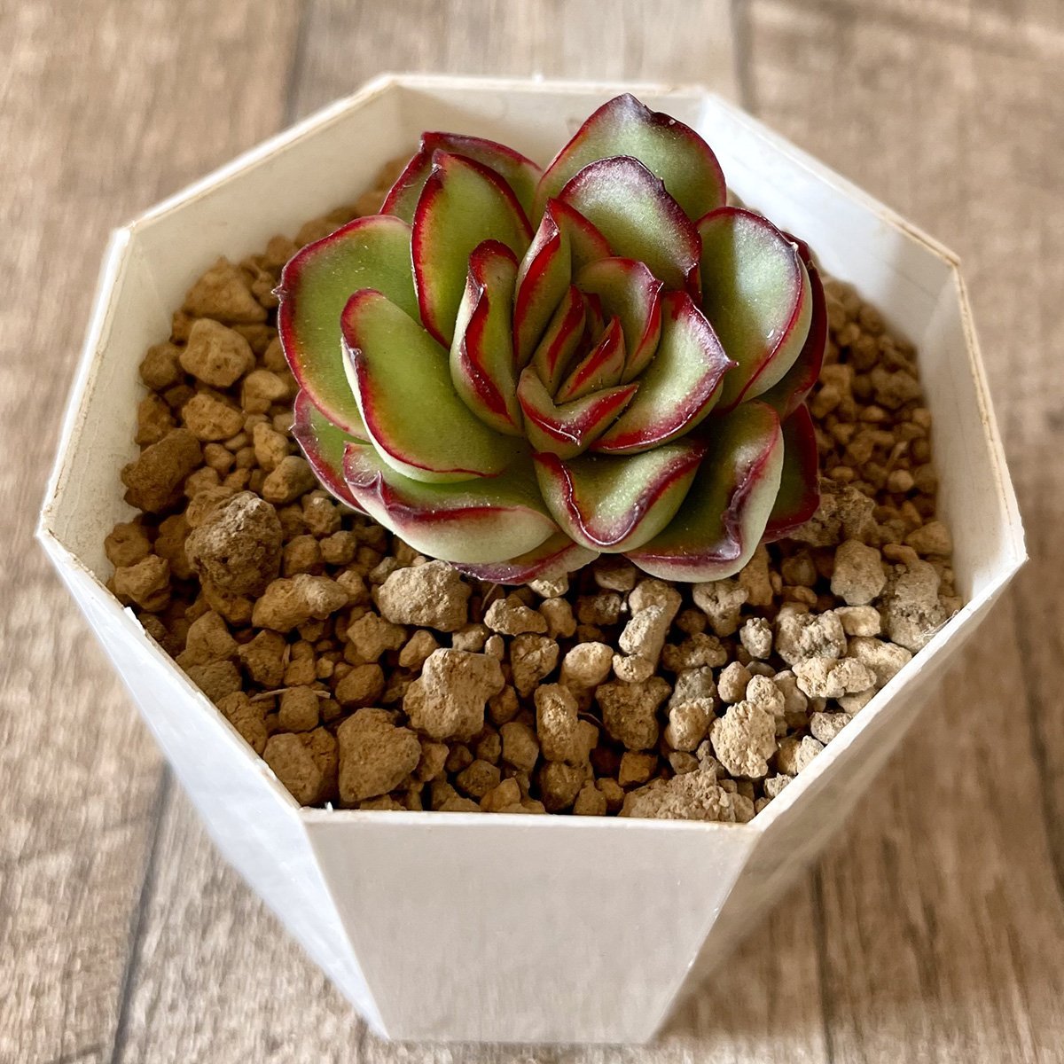*新入荷* プリドニス pulidonis - 多肉植物の通販・販売サイト tawawa