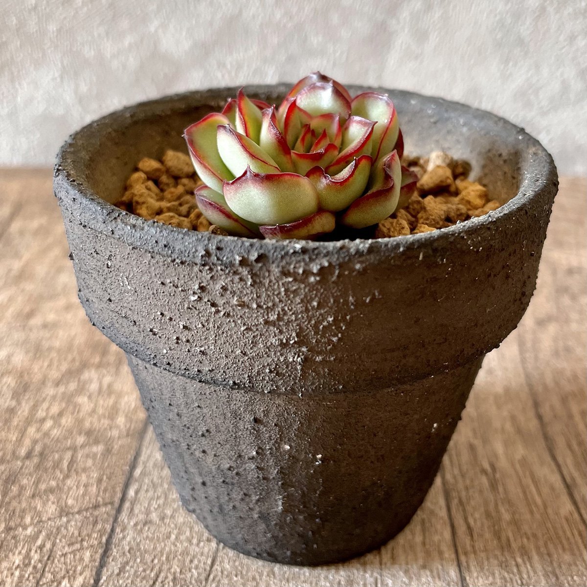 *新入荷* プリドニス pulidonis - 多肉植物の通販・販売サイト tawawa
