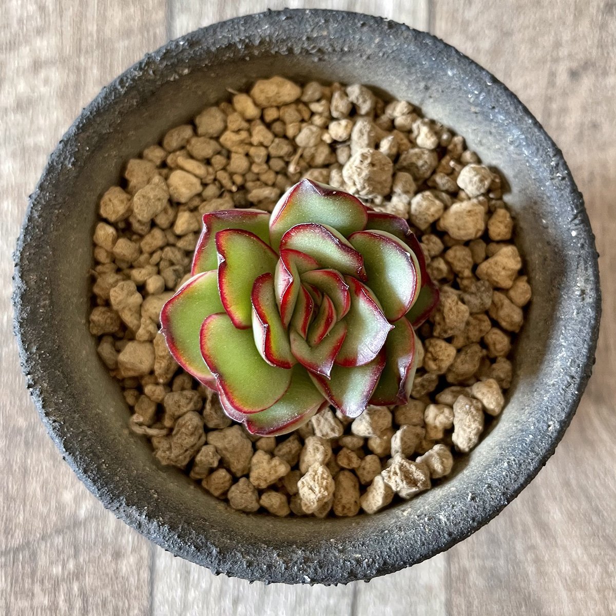 *新入荷* プリドニス pulidonis - 多肉植物の通販・販売サイト tawawa