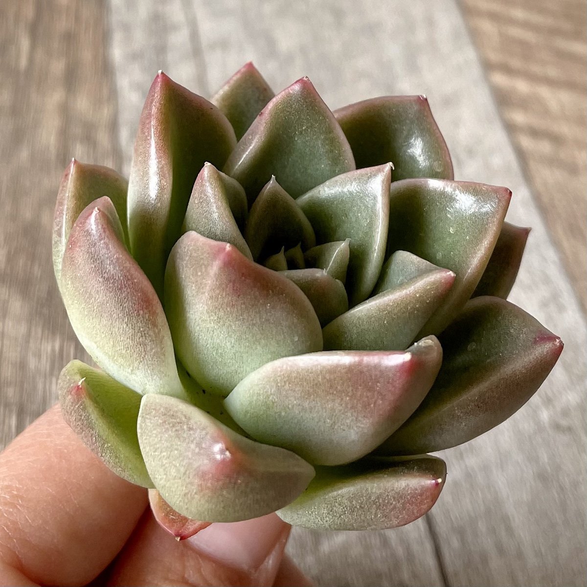 *新入荷* 石英 Quartz - 多肉植物の通販・販売サイト tawawa