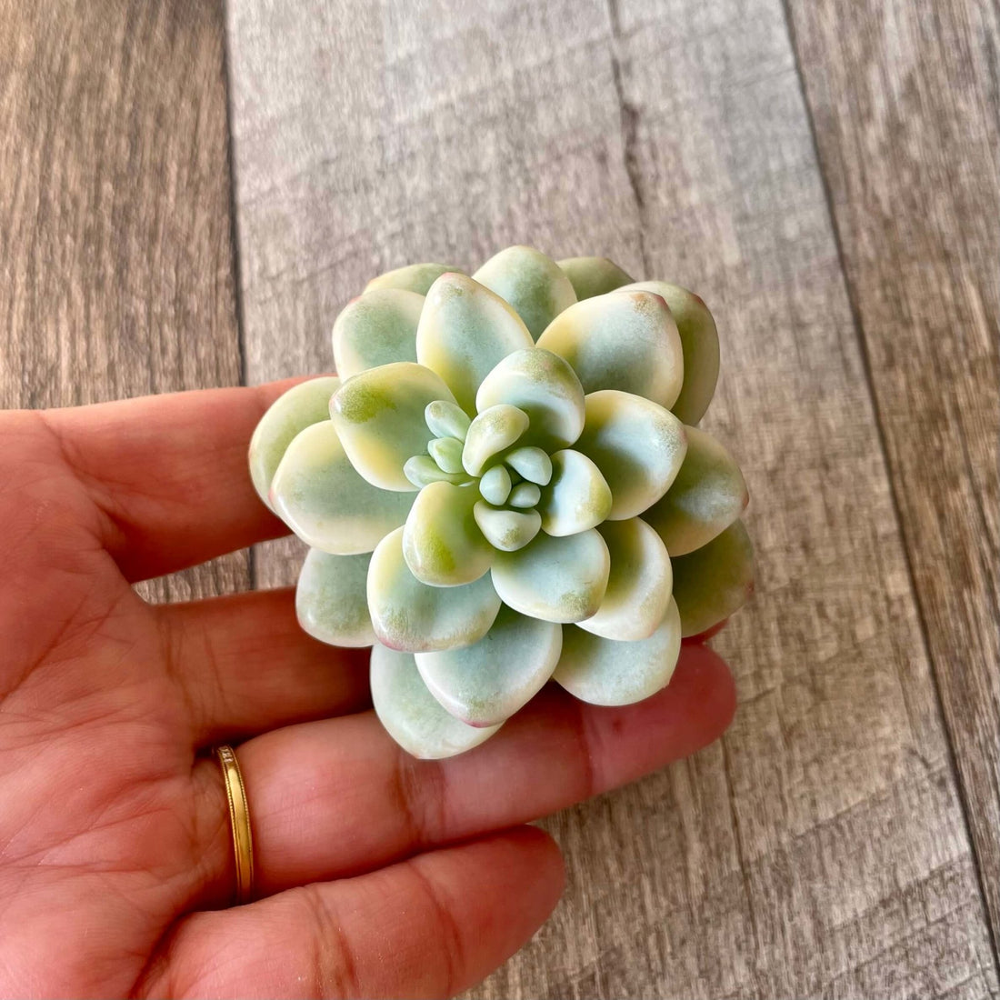 ラウル錦 Raul Variegated - 多肉植物の通販 tawawa